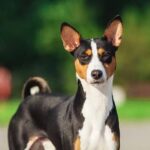 Basenji dog standing outdoors.