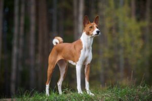 Square like a Basenji