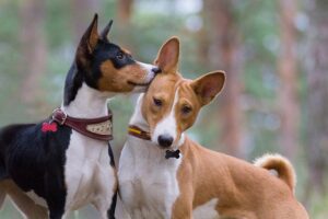 Basenjis outdoors together
