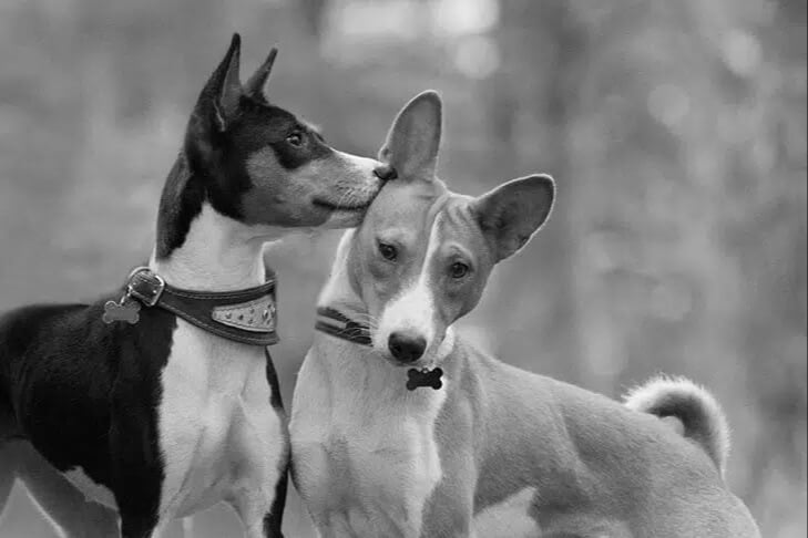 Find a Breeder or Rescue