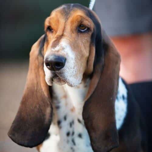 A close up photo of a Basset Hound's head.