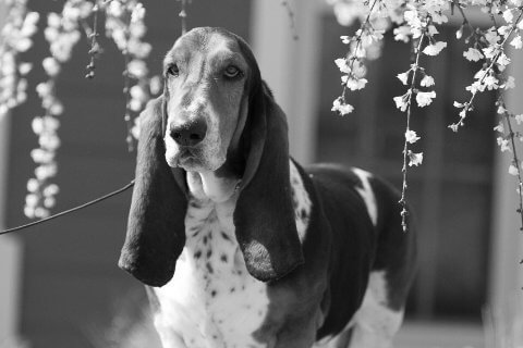 Find a Breeder or Rescue