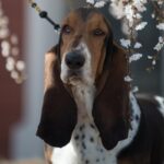 A Basset Hound dog stands in front of a tree.