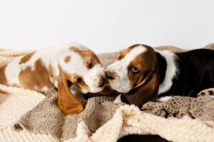 Two different colored Basset Hound puppies
