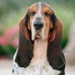 Close-up head photo of a Basset Hound dog