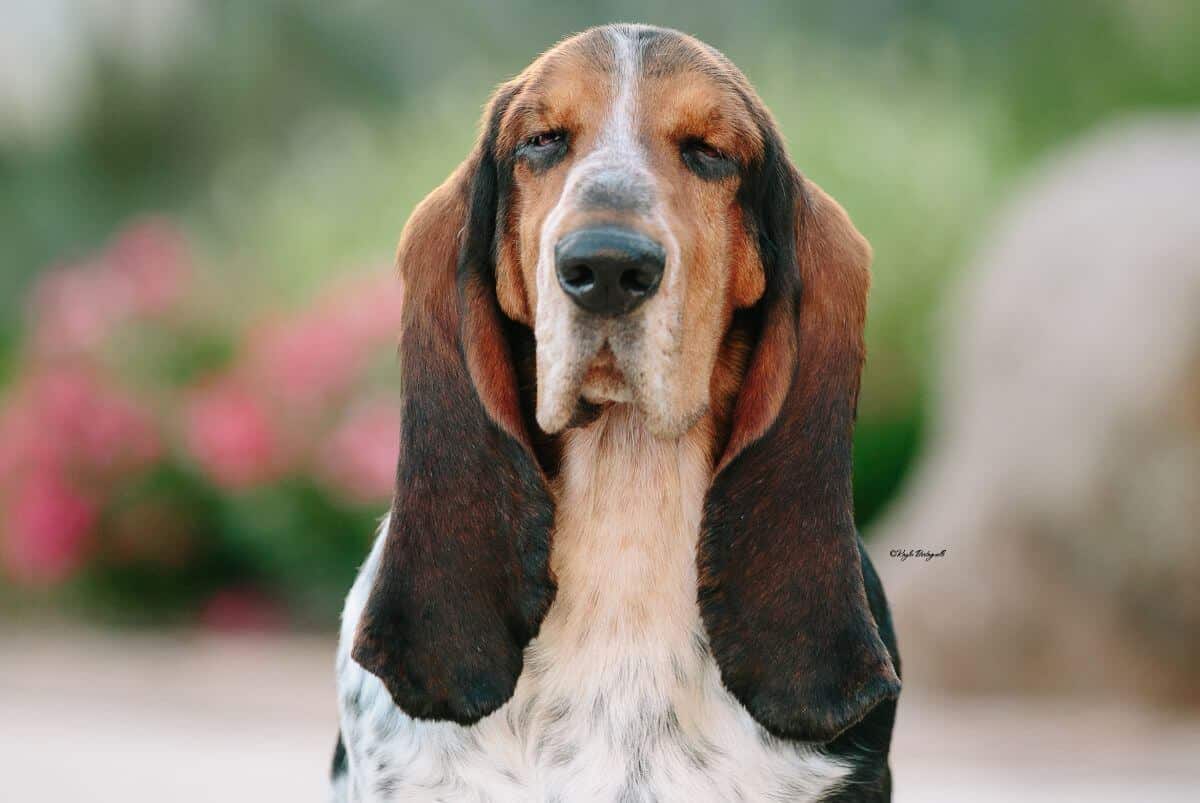 Close-up head photo of a Basset Hound dog