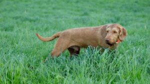 Size photo of a Wirehaired Vizsla in standing in medium sized grass