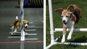 Combine photos of Beagles
