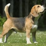 Beagle standing in a yard and looking up.