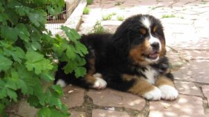 Bernese Mountain Dog puppy lying in the yard.