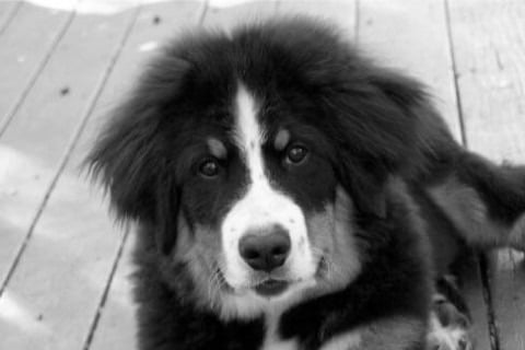 Find a Breeder or Rescue