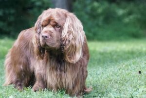 Why does Sussex Spaniel look so sad ?