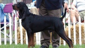Black and Tan Coonhound
