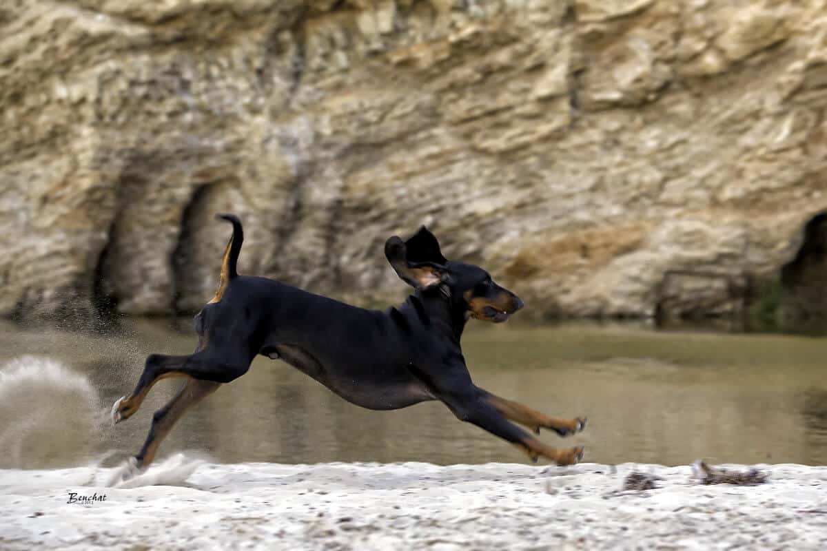 A Black and Tan Coonhound running.