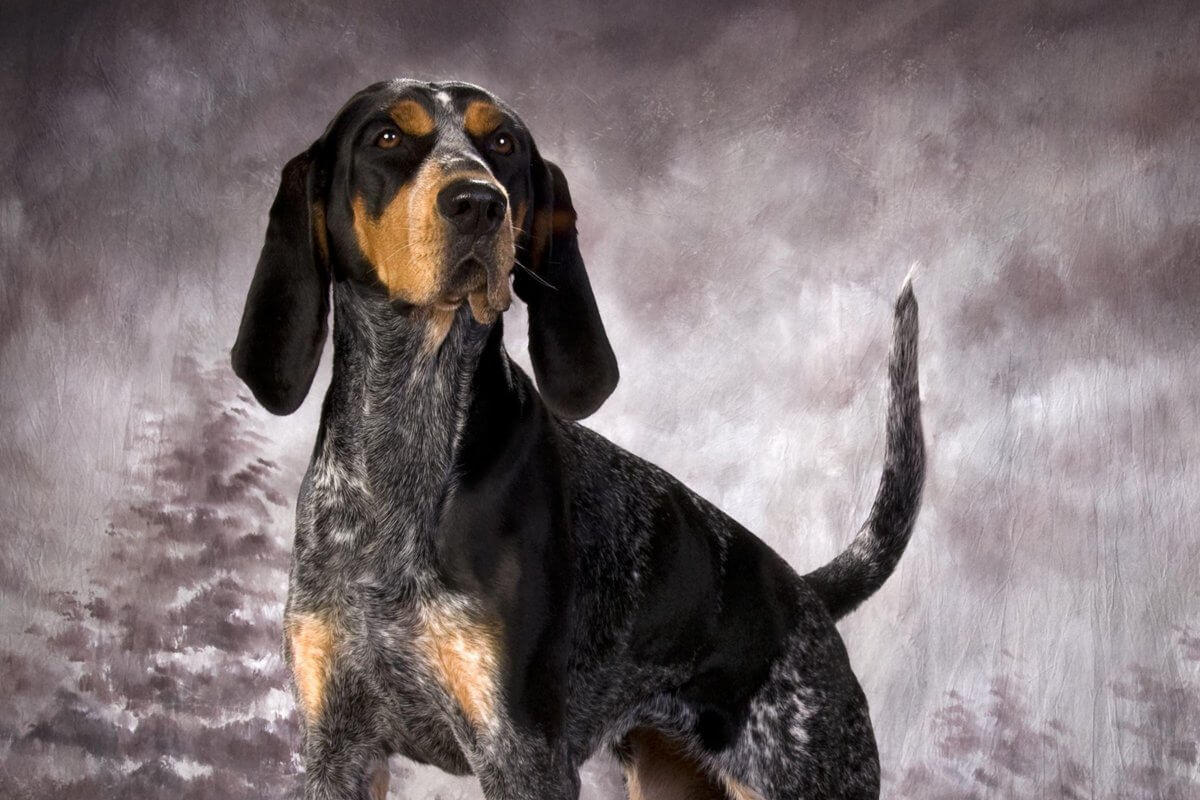 A photo of a Bluetick Coonhound standing straight.