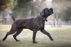 When Judging Boerboels, Look for Balance