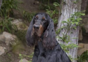 Gordon Setter Dog Breed Judging - Sporting Group