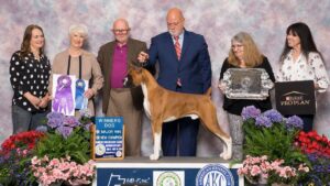 Bonnie Wagaman, breeder of CinniBon Boxers