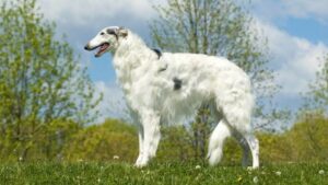 Borzoi