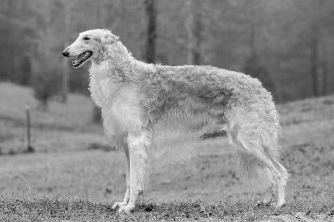 Find a Breeder or Rescue