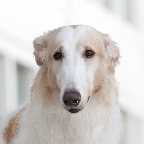 Close-up head photo of a Borzoi.