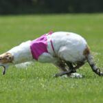 A photo of a Borzoi dog running in the field.