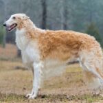 A photo of a Borzoi dog standing sideways.