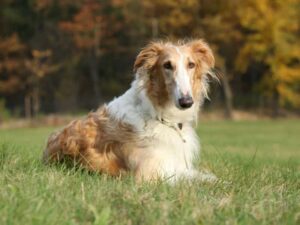 Rivervue Borzoi | Virginia Jones