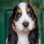 A photo of a Grand Basset Griffon Vendéen's head.
