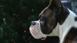 Side profile of Boxer's head