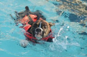 Boxer swimming