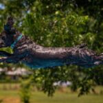 Boykin Spaniel "Bodhi" Dock Diving.