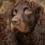 Close-up head photo of a Boyking Spaniel.