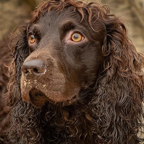 Close-up head photo of a Boykin Spaniel.
