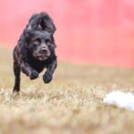Boykin Spaniel "Tommie" running in Fast CAT.