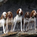 Five Bracchi Italiani standing on rocky terrain.