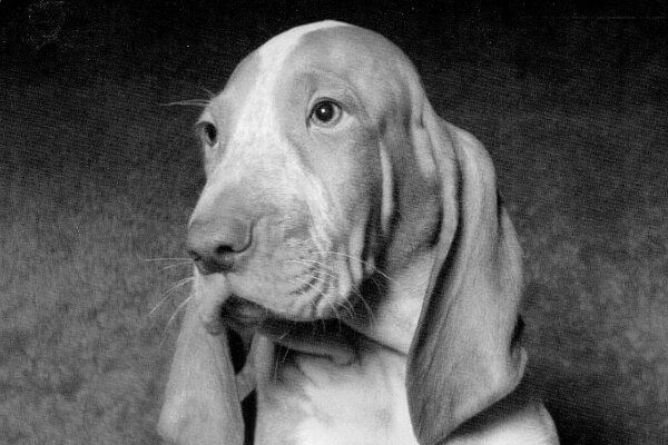 Find a Breeder or Rescue