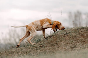 AKC Celebrates its 200th Recognized Breed - Bracco Italiano