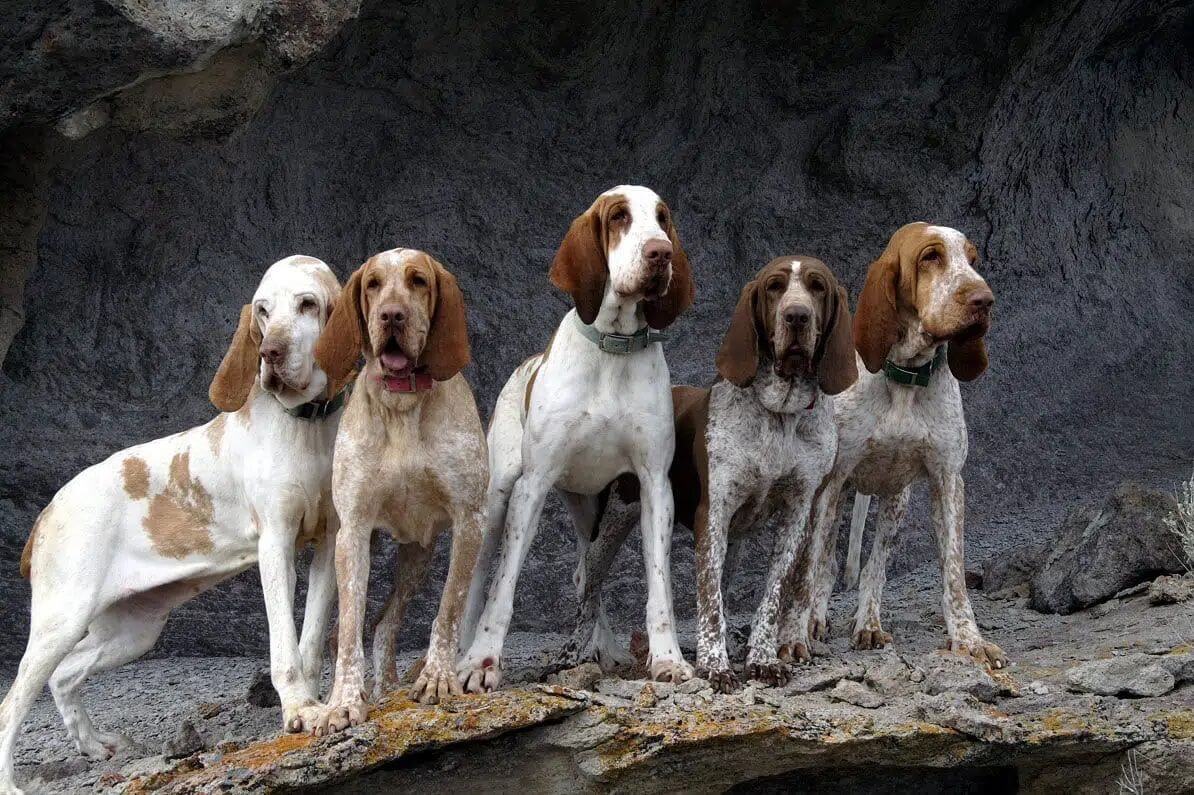Five Bracchi Italiani standing on rocky terrain.