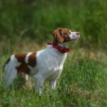Brittany dog standing outside in the field, looking up at the sky.