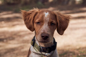 brown brittany dog in nature