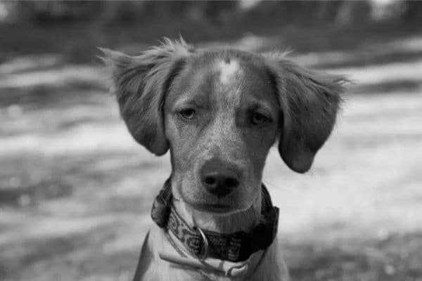 Find a Breeder or Rescue
