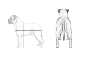 Bullmastiff proportions