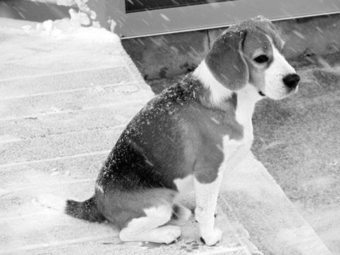 Find a Breeder or Rescue
