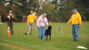 Cane Corso in dog sports.