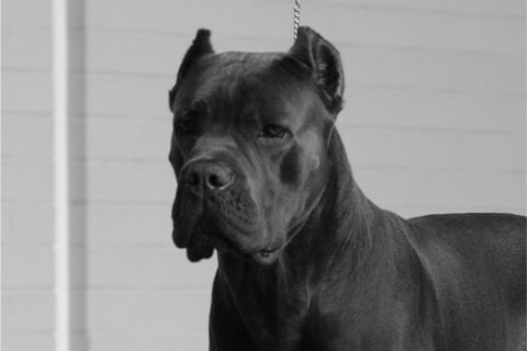 Find a Breeder or Rescue