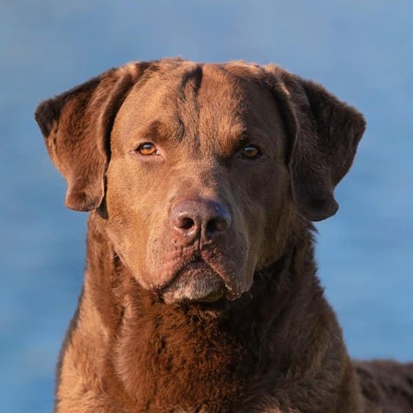 Chesapeake Bay Retriever head photo.