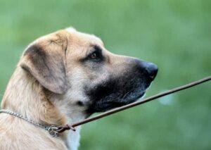 Head photo of Chinook, member of the Guardian dogs group