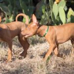 Two Cirnechi dell’Etna dogs running in the grass.