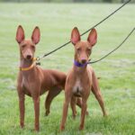 Two Cirnechi dell’Etna dogs on a leash in a field.